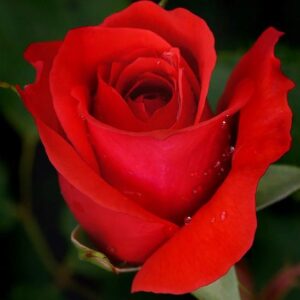 Red climbing rose single  half open bloom.