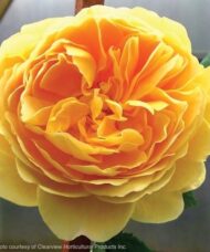 Yellow climbing rose bloom with deep orangey-gold tones
