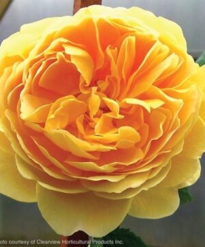 Yellow climbing rose bloom with deep orangey-gold tones