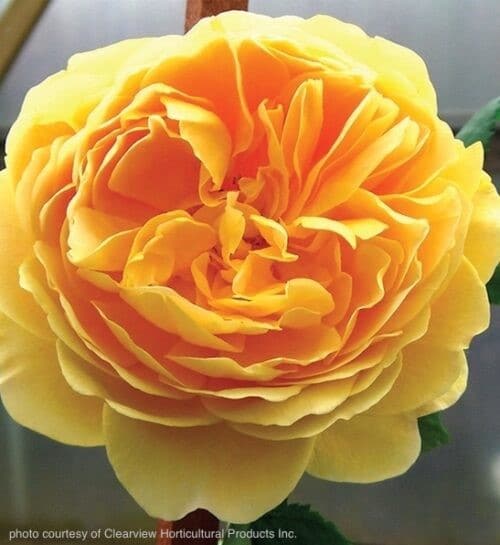 Yellow climbing rose bloom with deep orangey-gold tones