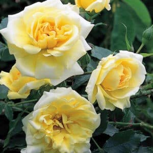 Hardy climbing rose yellow double blooms.