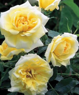 Hardy climbing rose yellow double blooms.