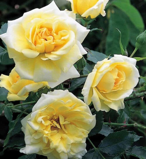 Hardy climbing rose yellow double blooms.