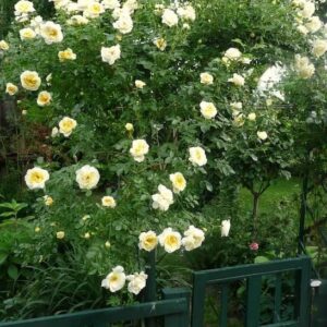 Hardy climbing rose full of yellow blooms climbing an arbour.