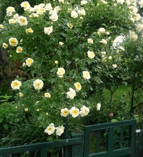 Hardy Climbing Rose Leverkusen Rose YellowWhite Rose