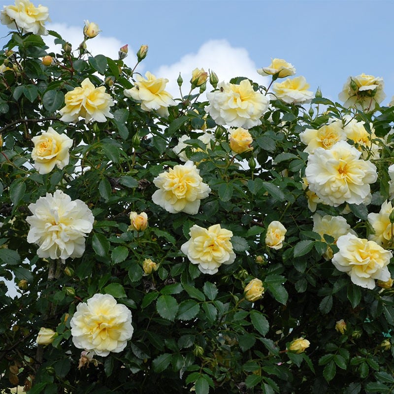 Yellow-white rose blooms on the vine with a blue sky behind.