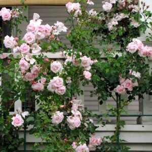 Double pink climbing rose climbing a porch front trellis with large pink flowers.