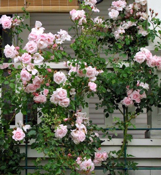 Double pink climbing rose climbing a porch front trellis with large pink flowers.