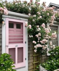 Large flowered climbing rose vine blanketed in pink blooms surrounding a cottage doorway with a pink door.