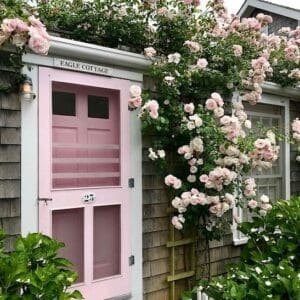 Large flowered climbing rose vine blanketed in pink blooms surrounding a cottage doorway with a pink door.