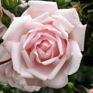 Large flowered climbing rose close up bloom in pink.