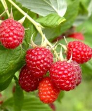 Everbearing raspberry fruits glistening on the stems.