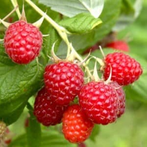 Everbearing raspberry fruits glistening on the stems.