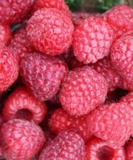 Summer bearing raspberry fruits in a bowl.