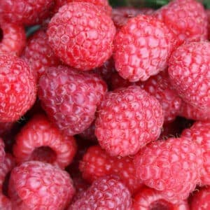 Summer bearing raspberry fruits in a bowl.