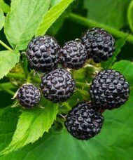 Rubus occidentalis bristol black raspberry fruit on the cane.