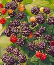 Munger black raspberry in black and red on the shrub.