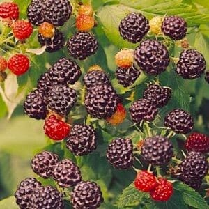 Munger black raspberry in black and red on the shrub.
