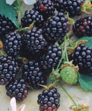 Thornless blackberry fruits