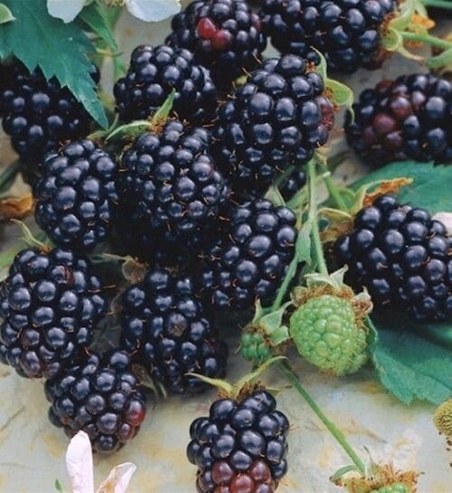 Thornless blackberry fruits