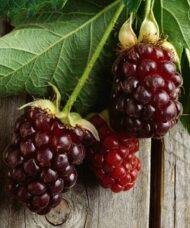 Boysenberry fruit in garnet red on a wooden tabletop.