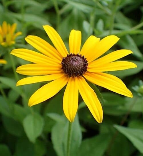 Compact black-eyed susan flower of bright yellow with a dark centre cone