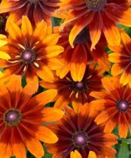 Autumn colors black eyed susan flowers in shades of burgundy and bright yellow to orange-yellow rays