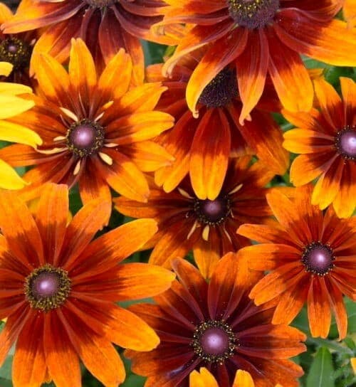 Autumn colors black eyed susan flowers in shades of burgundy and bright yellow to orange-yellow rays