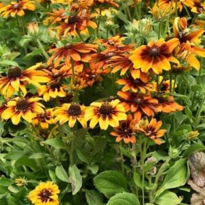 around dark chocolate brown domed cones.