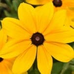 Rudbeckia hirta indian summer flower of bright yellow wide petals with a dark centre cone