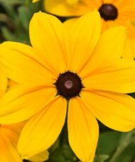 Rudbeckia hirta indian summer flower of bright yellow wide petals with a dark centre cone