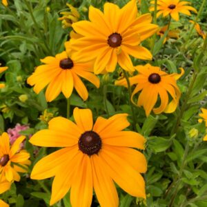 Rudbeckia hirta indian summer plants with flowers of yellow gold with a dark centre, and fresh green foliage.