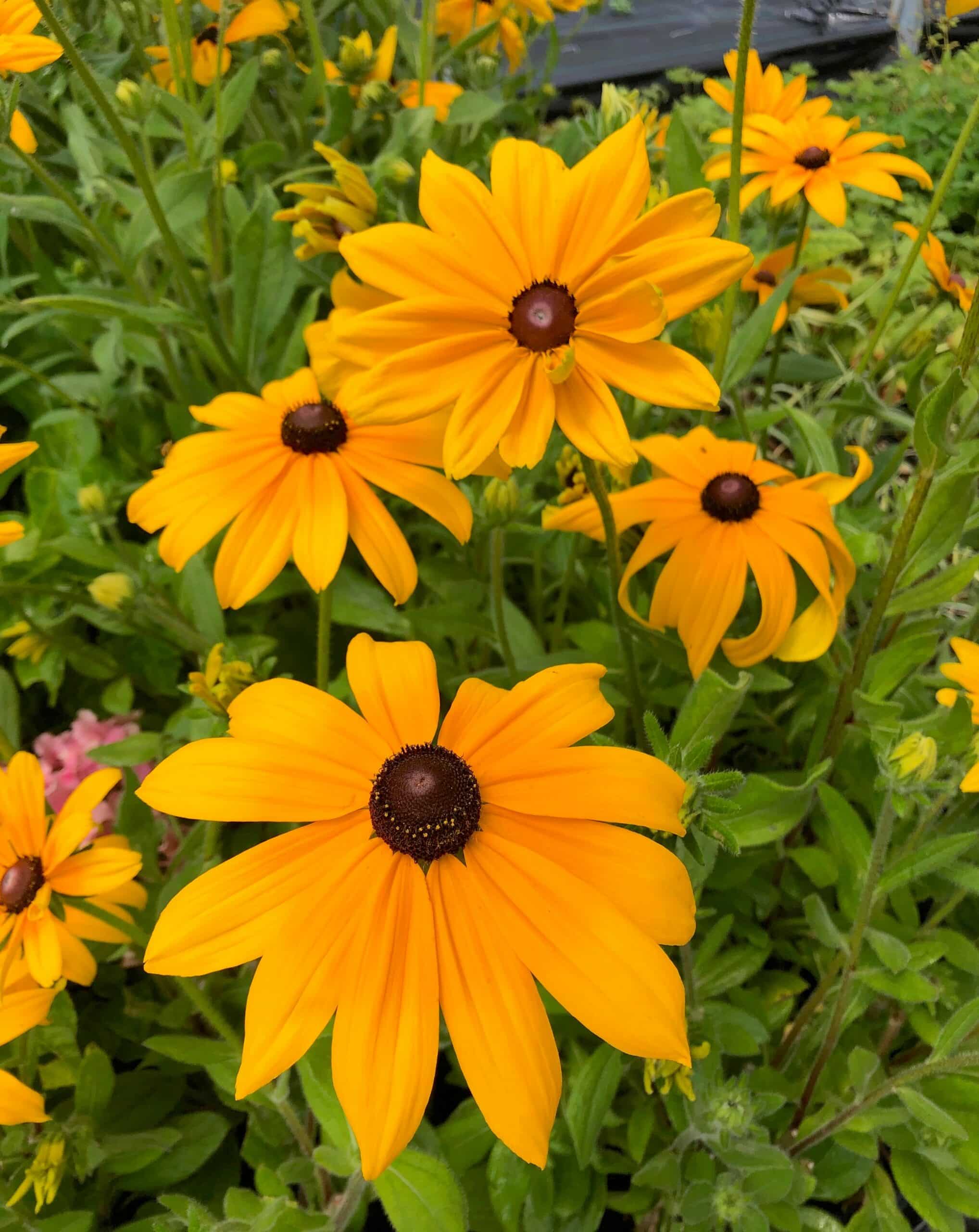 Rudbeckia hirta indian summer plants with flowers of yellow gold with a dark centre, and fresh green foliage.