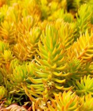 Yellow sedum unique spiky succulent leaves of bright yellow and green.