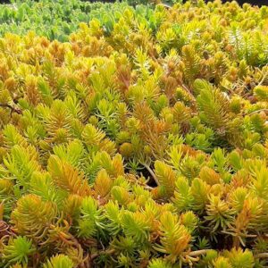 Yellow sedum plant with unique  succulent leaves of bright golden yellow and green.