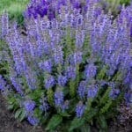 Blue meadow sage compact plant with stems of lavender blue flowers in the garden.