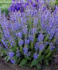 Blue meadow sage compact plant with stems of lavender blue flowers in the garden.
