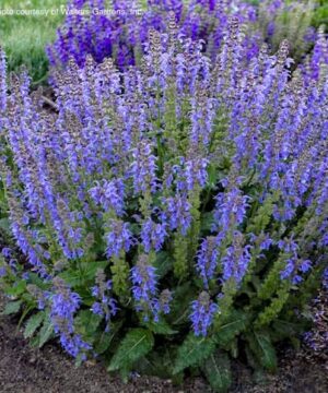 Blue meadow sage compact plant with stems of lavender blue flowers in the garden.