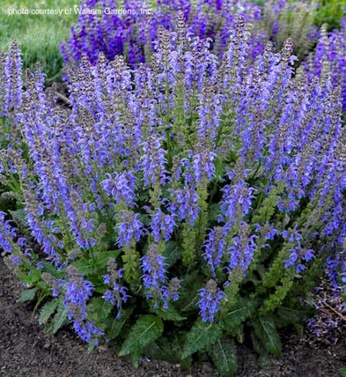 Blue meadow sage compact plant with stems of lavender blue flowers in the garden.
