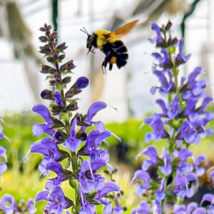 tidal pool blue meadow sage flowers with a hovering bee