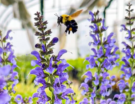 salvia-nemorosa-tidal-pool-blue-meadow-sage-bee tidal pool blue meadow sage flowers with a hovering bee
