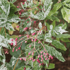 Sambucus nigra pulverulenta close up of green and white variegated