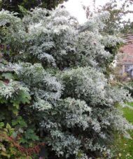 Sambucus nigra pulverulenta shrub of green and white variegated
