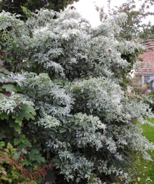 Sambucus nigra pulverulenta shrub of green and white variegated