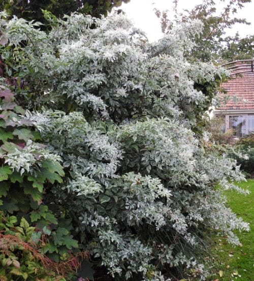 Sambucus nigra pulverulenta shrub of green and white variegated
