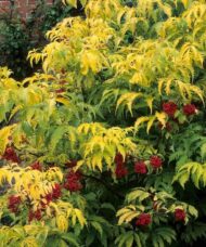 Sambucus racemosa welsh gold elderberry shrub with bright red elderberries.