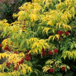 Sambucus racemosa welsh gold elderberry shrub with bright red elderberries.