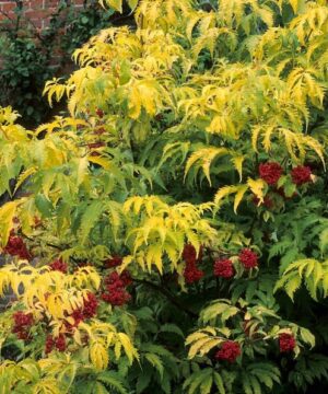 Sambucus racemosa welsh gold elderberry shrub with bright red elderberries.