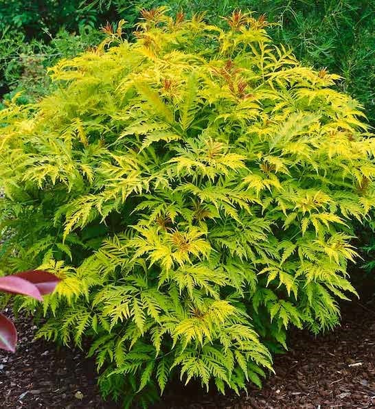 Sambucus racemosa welsh gold elderberry shrub with rounded habit and bright green cut leaves