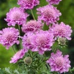 Scabiosa columbaria flutter rose pink flowers with a green background.